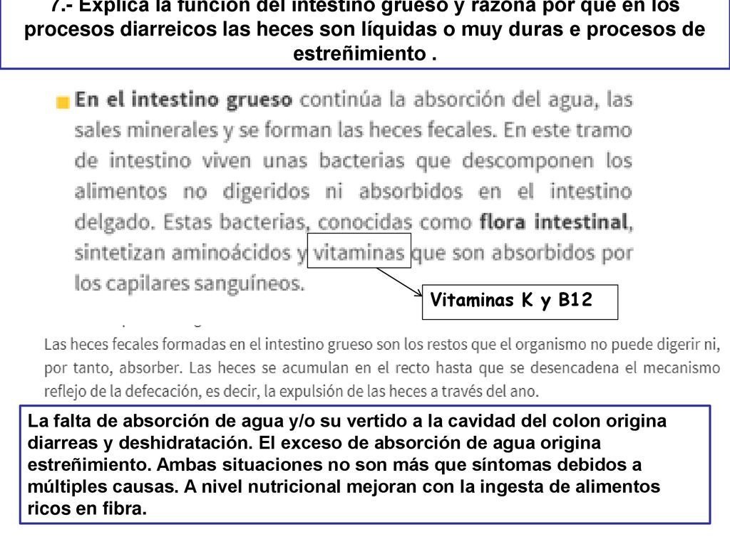 7.- Explica la función del intestino grueso y razona por qué en los