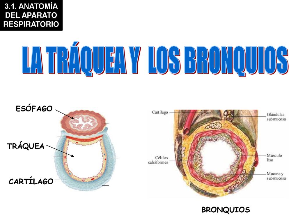 3.1. ANATOMÍA DEL APARATO RESPIRATORIO LA TRÁQUEA Y LOS BRONQUIOS