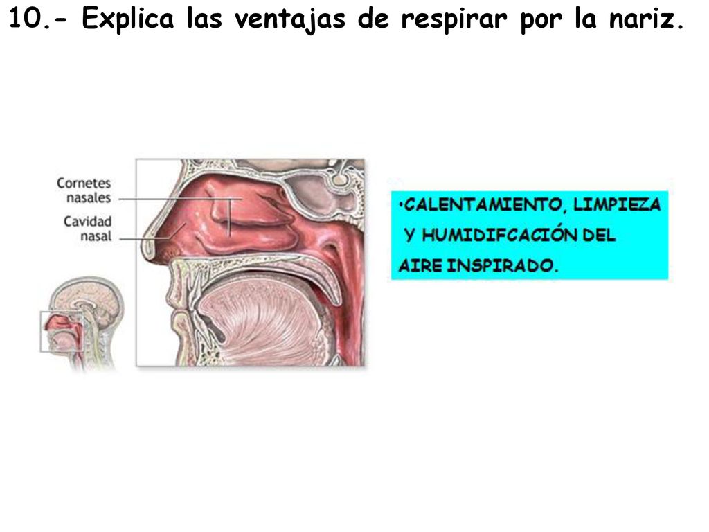 10.- Explica las ventajas de respirar por la nariz.