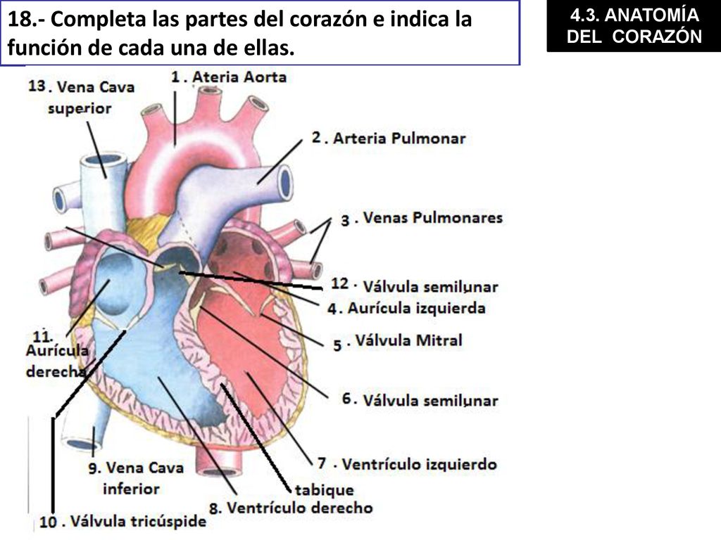 18.- Completa las partes del corazón e indica la función de cada una de ellas.