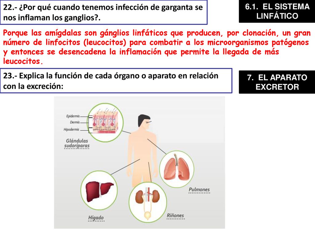 22.- ¿Por qué cuando tenemos infección de garganta se nos inflaman los ganglios .