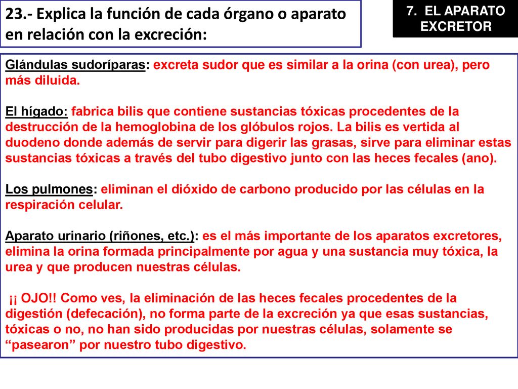 23.- Explica la función de cada órgano o aparato en relación con la excreción:
