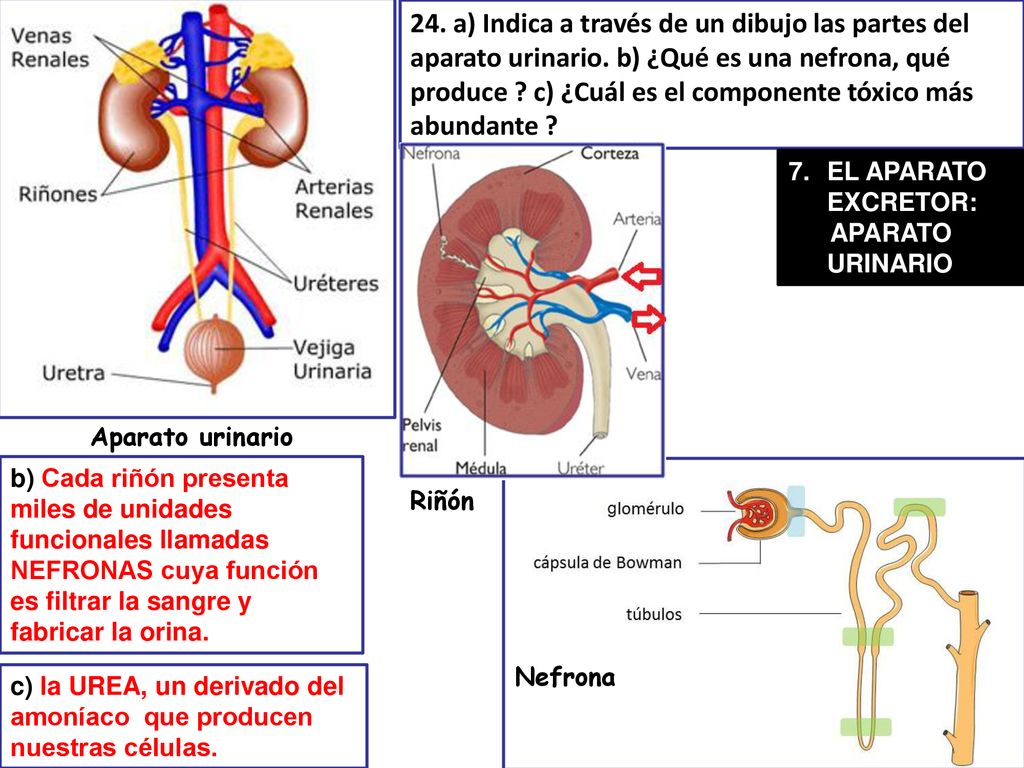 24. a) Indica a través de un dibujo las partes del aparato urinario