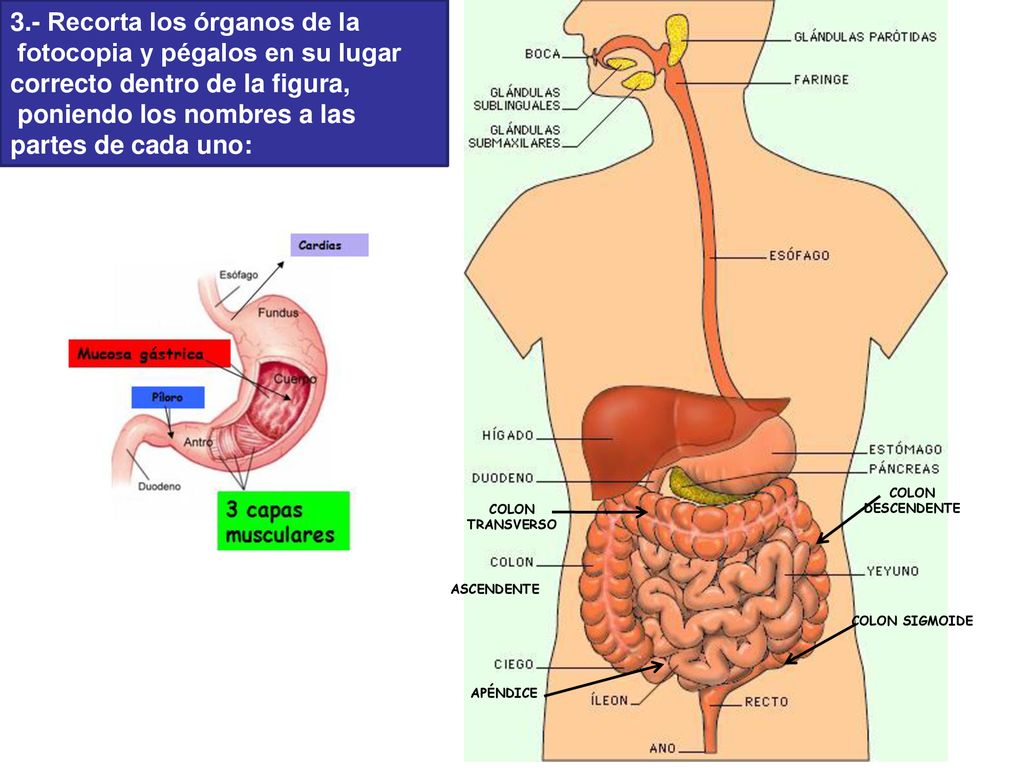 3.- Recorta los órganos de la fotocopia y pégalos en su lugar