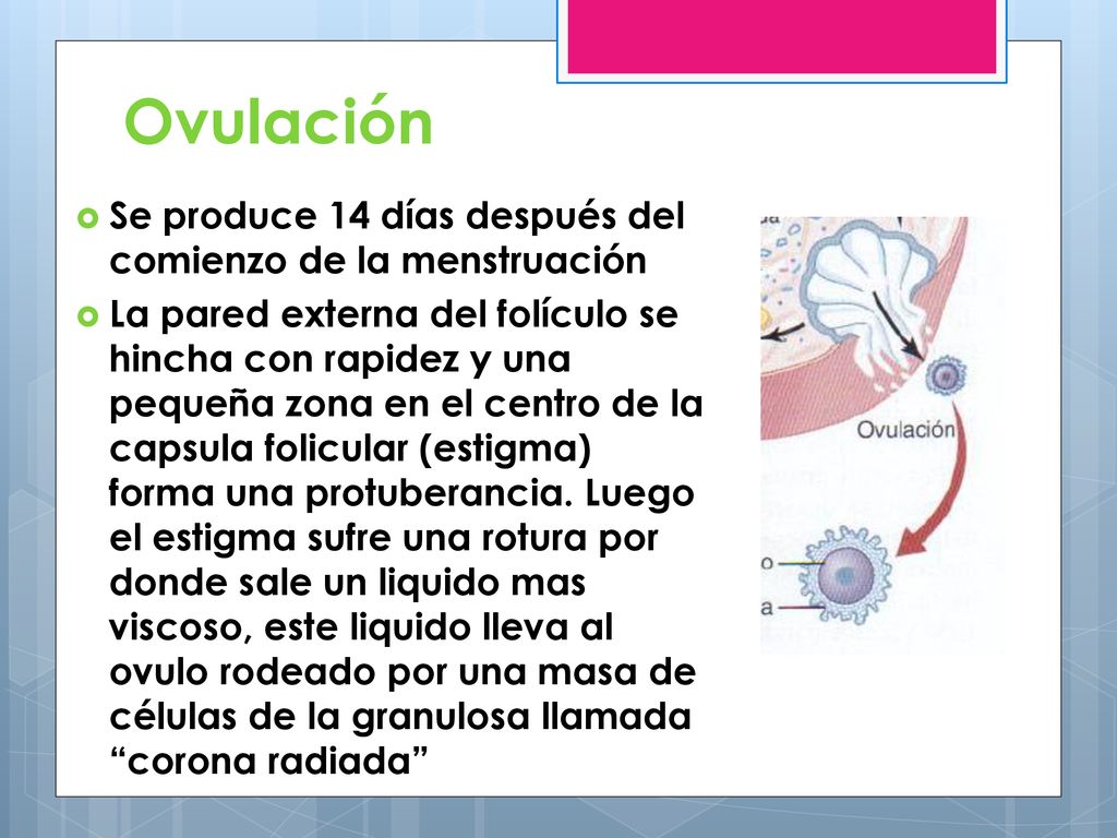Ovulación Se produce 14 días después del comienzo de la menstruación