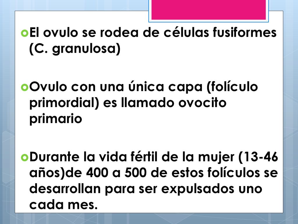El ovulo se rodea de células fusiformes (C. granulosa)