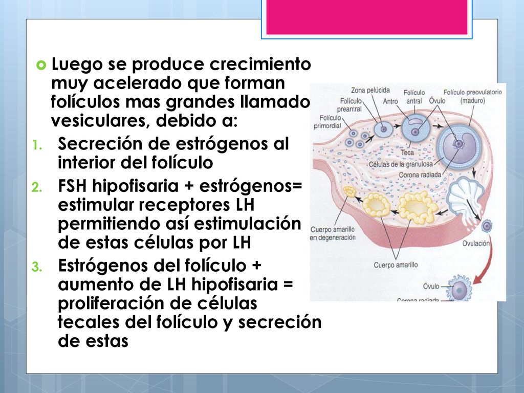 Luego se produce crecimiento muy acelerado que forman folículos mas grandes llamados vesiculares, debido a: