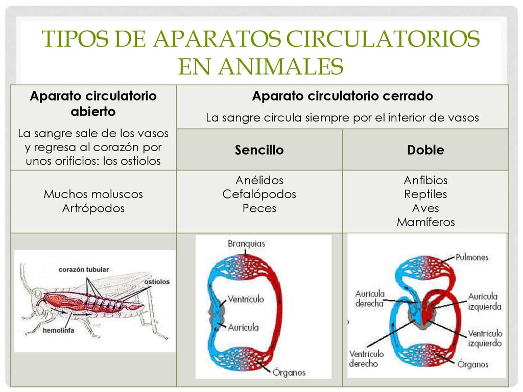 Tipos de aparatos circulatorios en animales