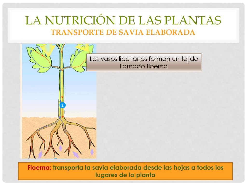 La nutrición de las plantas transporte de savia elaborada