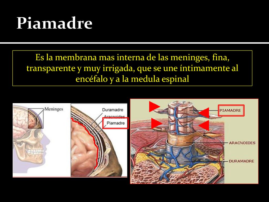 Piamadre Es la membrana mas interna de las meninges, fina, transparente y muy irrigada, que se une íntimamente al encéfalo y a la medula espinal.