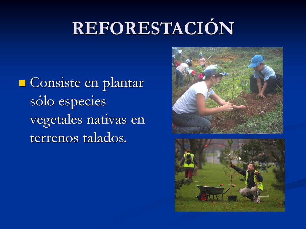 REFORESTACIÓN Consiste en plantar sólo especies vegetales nativas en terrenos talados.