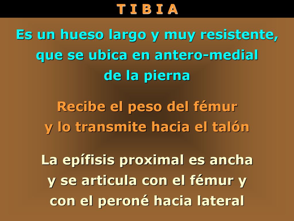 Es un hueso largo y muy resistente, que se ubica en antero-medial