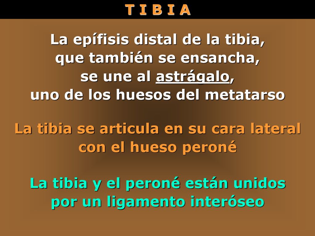 La epífisis distal de la tibia, que también se ensancha,
