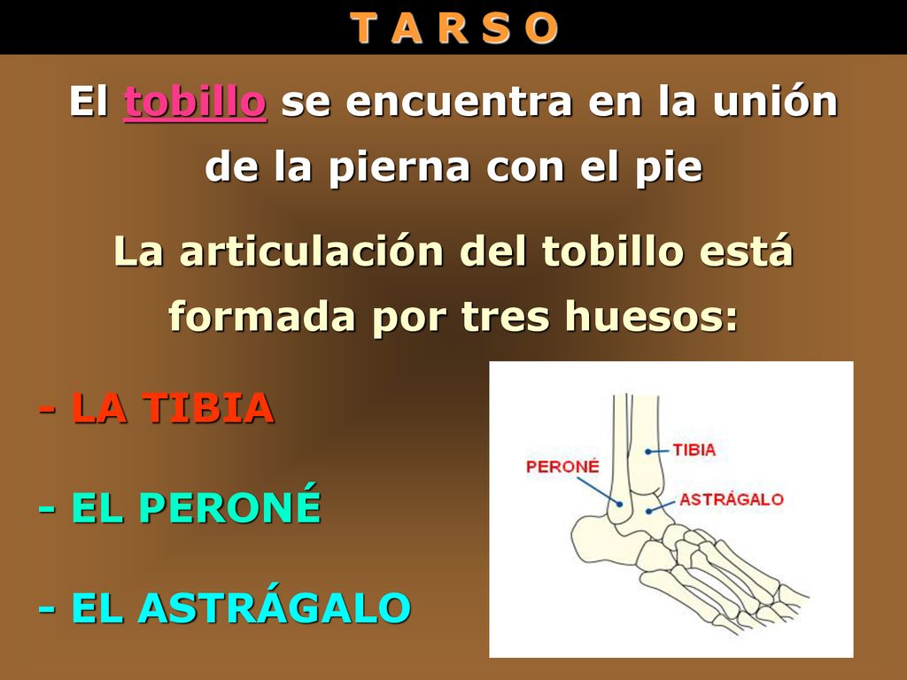 El tobillo se encuentra en la unión de la pierna con el pie
