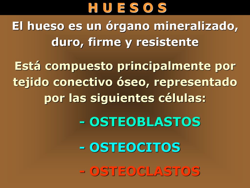 El hueso es un órgano mineralizado, duro, firme y resistente
