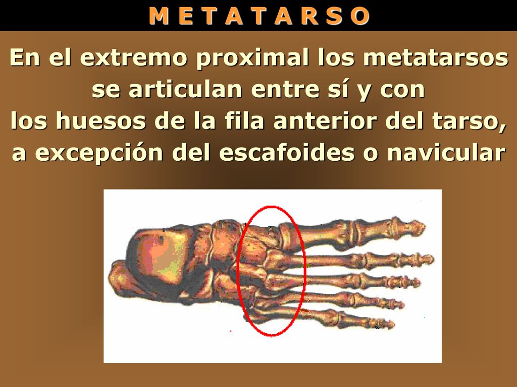 En el extremo proximal los metatarsos se articulan entre sí y con