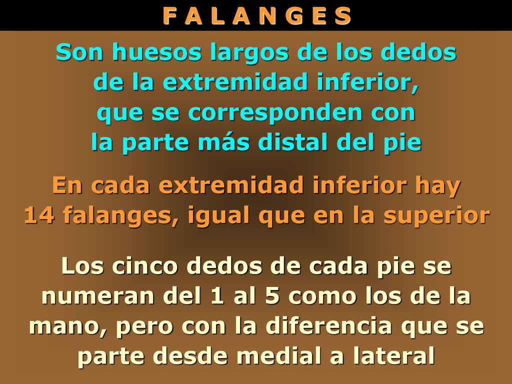 Son huesos largos de los dedos de la extremidad inferior,