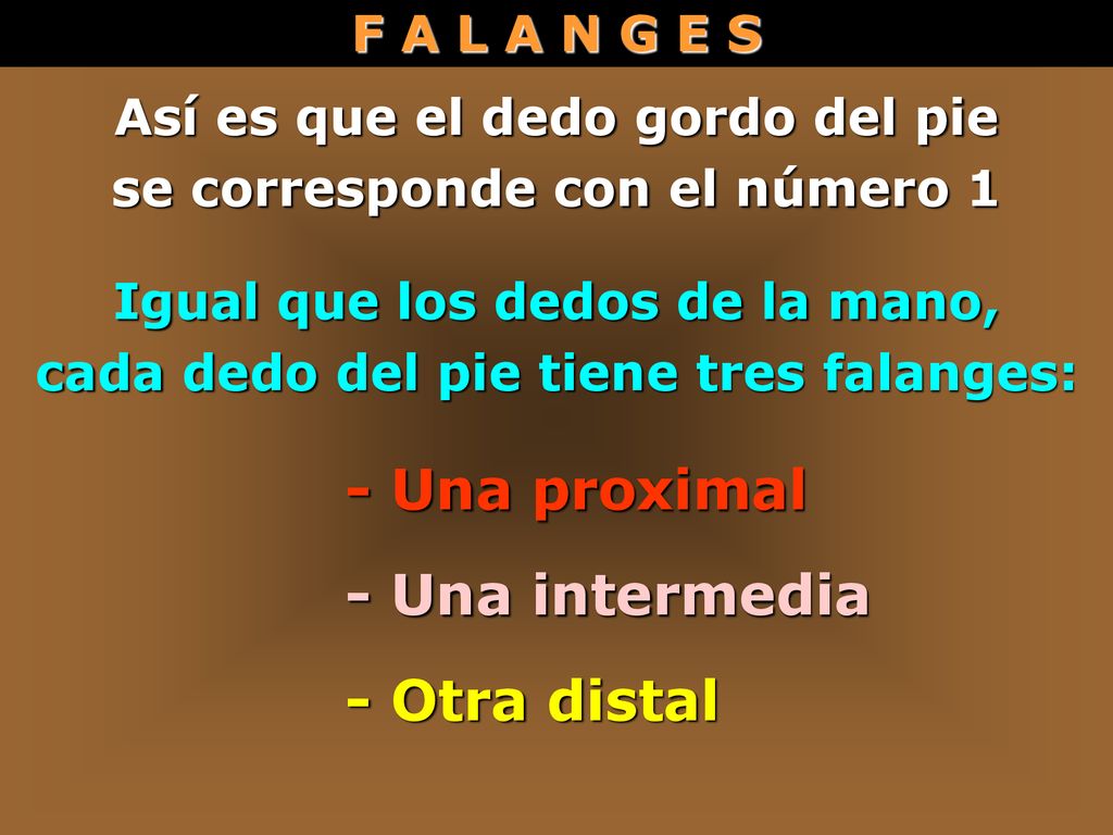 - Una proximal - Una intermedia - Otra distal F A L A N G E S