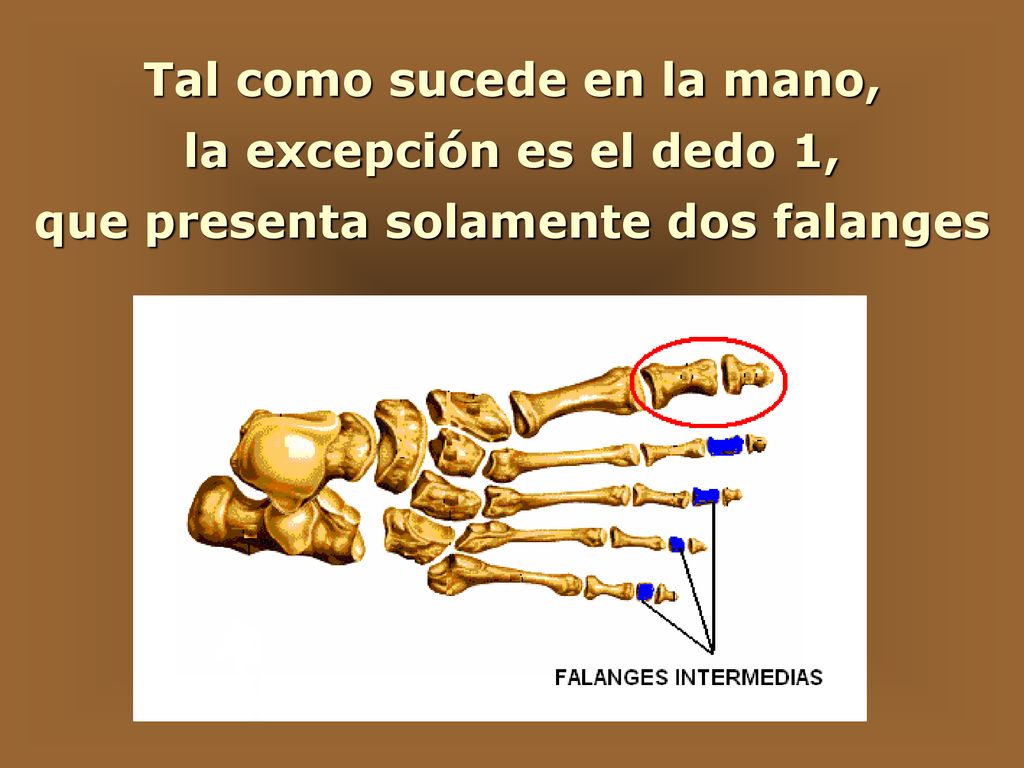 Tal como sucede en la mano, que presenta solamente dos falanges