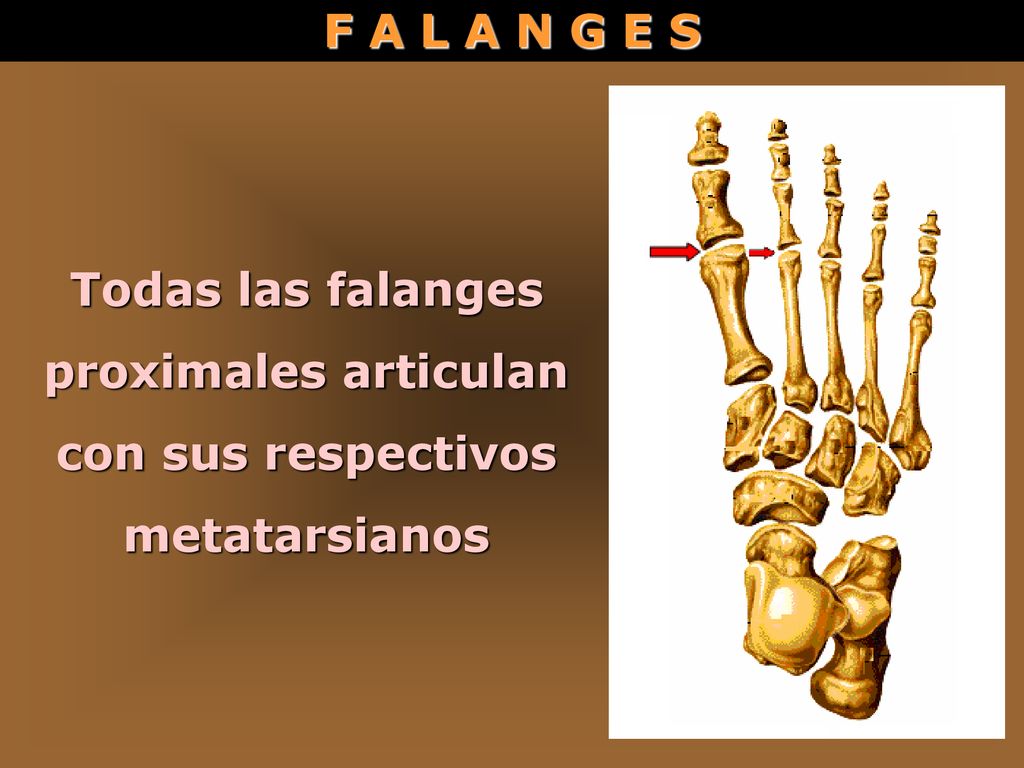 F A L A N G E S Todas las falanges proximales articulan con sus respectivos metatarsianos