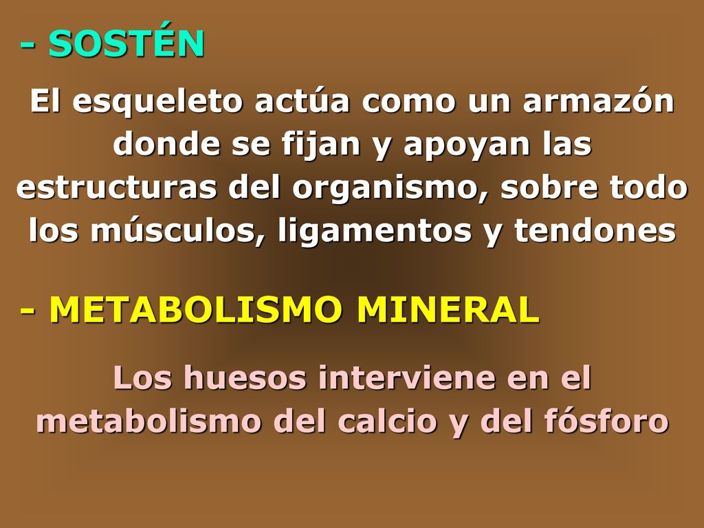 Los huesos interviene en el metabolismo del calcio y del fósforo