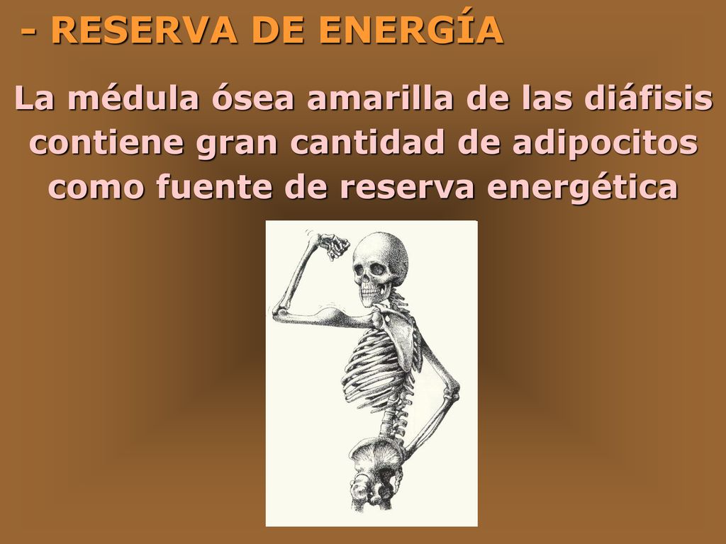 - RESERVA DE ENERGÍA La médula ósea amarilla de las diáfisis contiene gran cantidad de adipocitos como fuente de reserva energética.