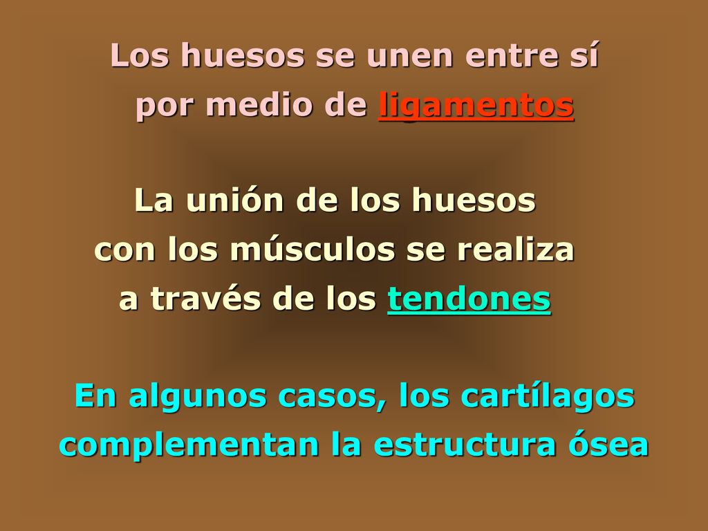Los huesos se unen entre sí por medio de ligamentos