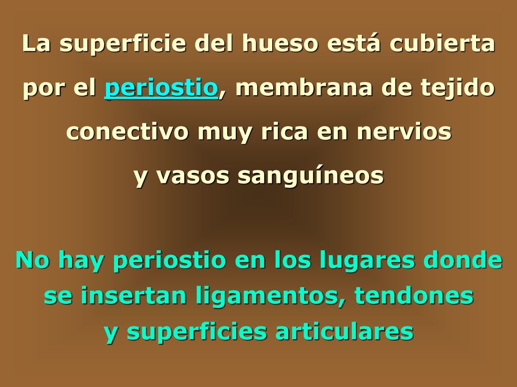 No hay periostio en los lugares donde se insertan ligamentos, tendones