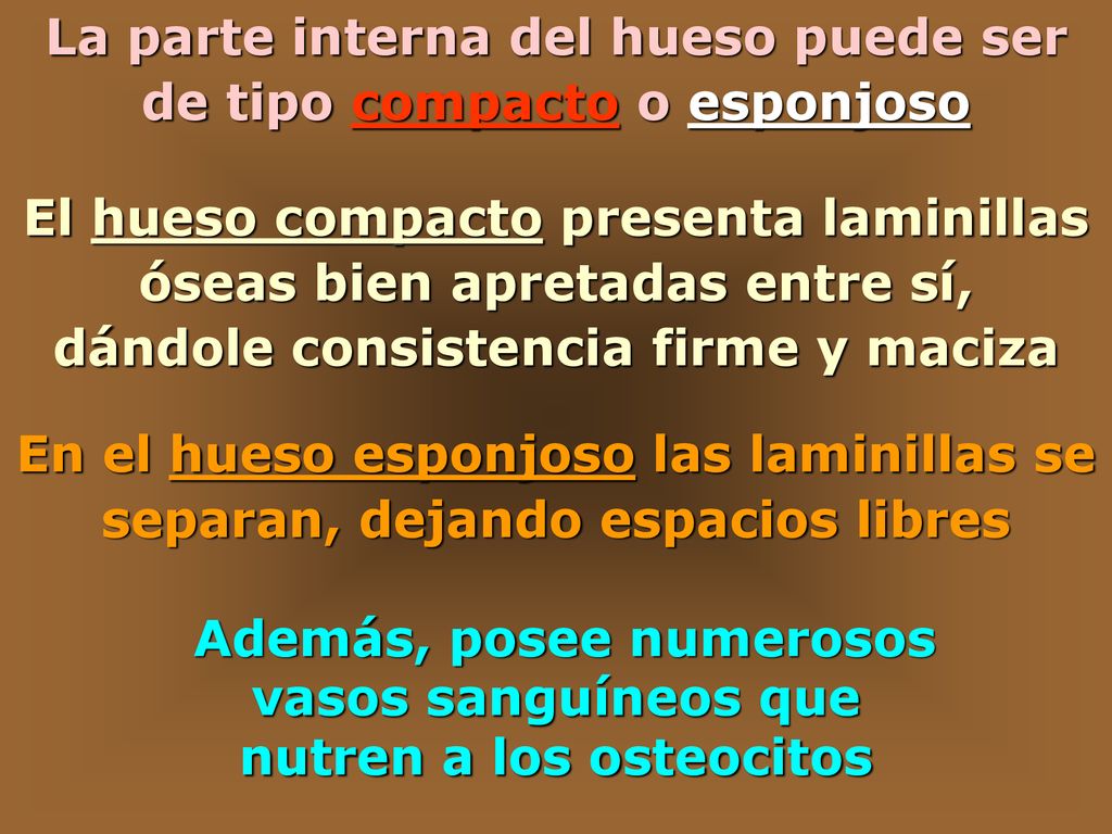 La parte interna del hueso puede ser de tipo compacto o esponjoso