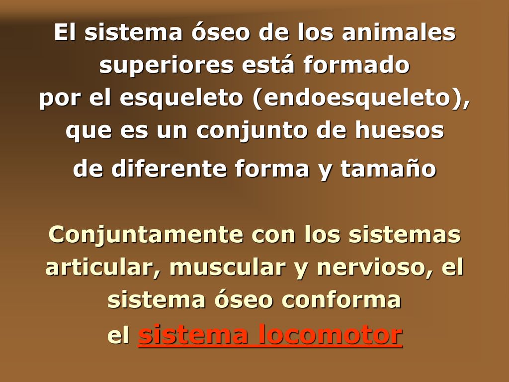 El sistema óseo de los animales superiores está formado por el esqueleto (endoesqueleto), que es un conjunto de huesos de diferente forma y tamaño