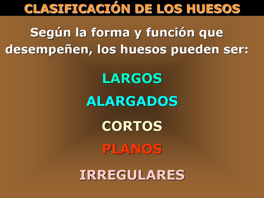Según la forma y función que desempeñen, los huesos pueden ser: