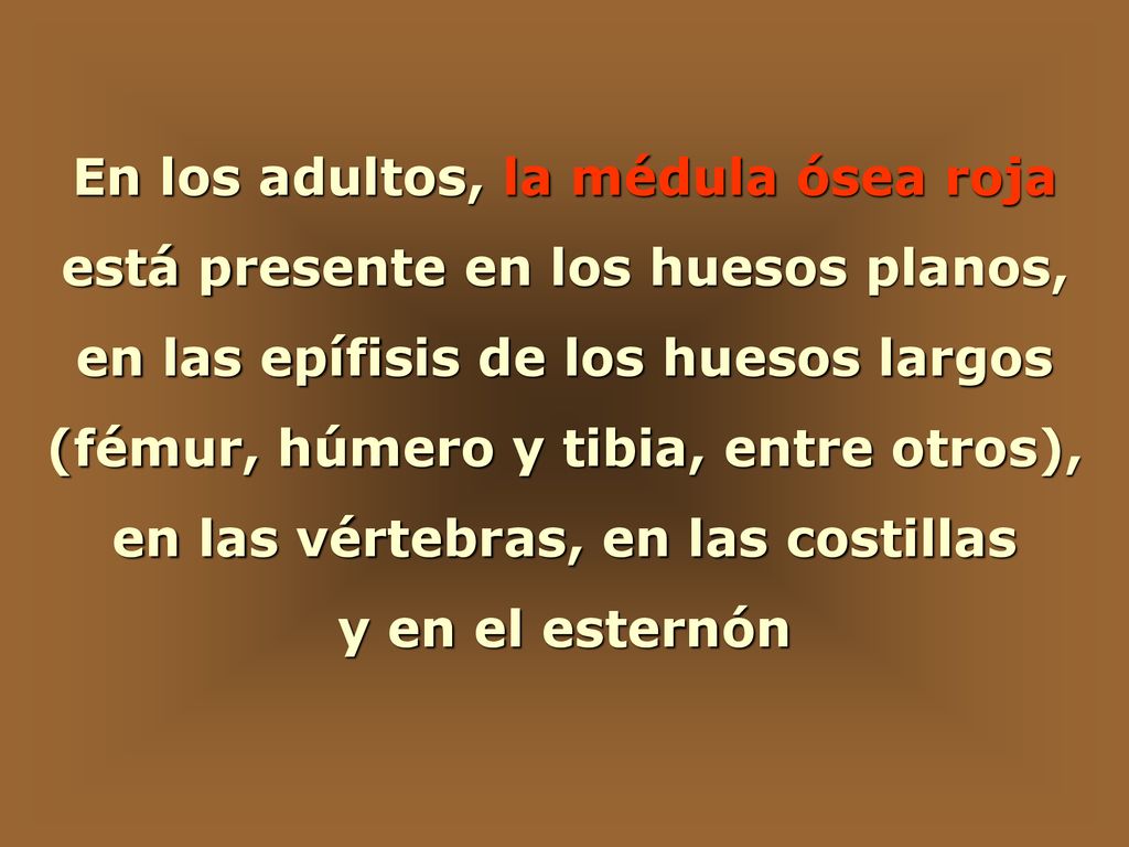 En los adultos, la médula ósea roja está presente en los huesos planos,