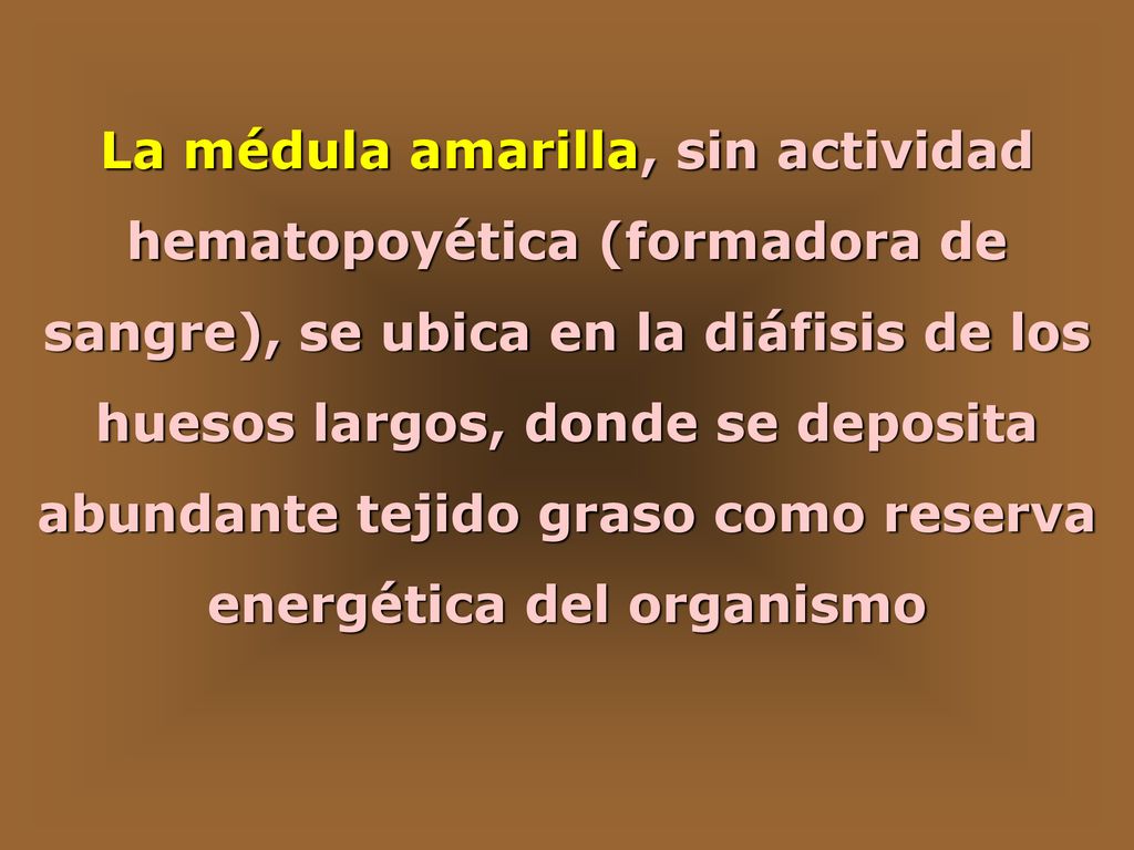 La médula amarilla, sin actividad hematopoyética (formadora de sangre), se ubica en la diáfisis de los huesos largos, donde se deposita abundante tejido graso como reserva energética del organismo