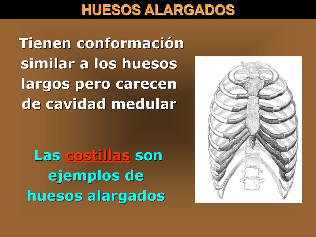 Tienen conformación similar a los huesos largos pero carecen