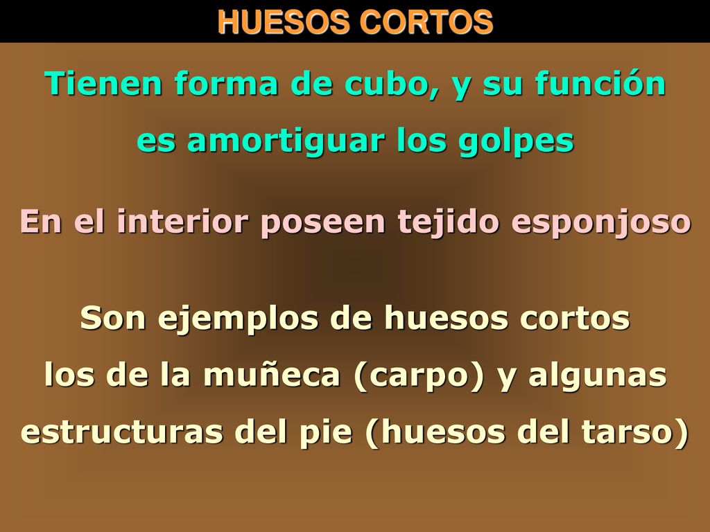Tienen forma de cubo, y su función es amortiguar los golpes