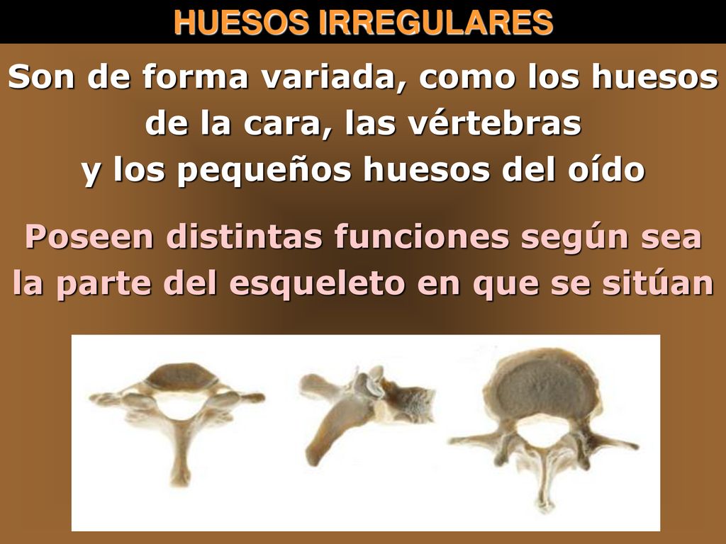 Son de forma variada, como los huesos de la cara, las vértebras