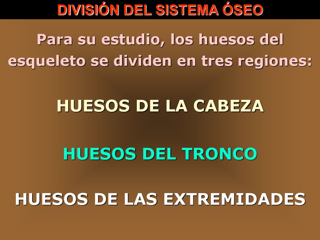 HUESOS DE LA CABEZA HUESOS DEL TRONCO HUESOS DE LAS EXTREMIDADES