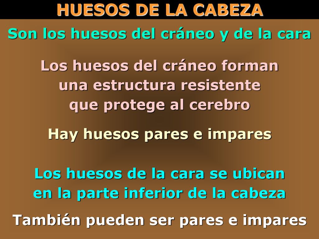 HUESOS DE LA CABEZA Son los huesos del cráneo y de la cara
