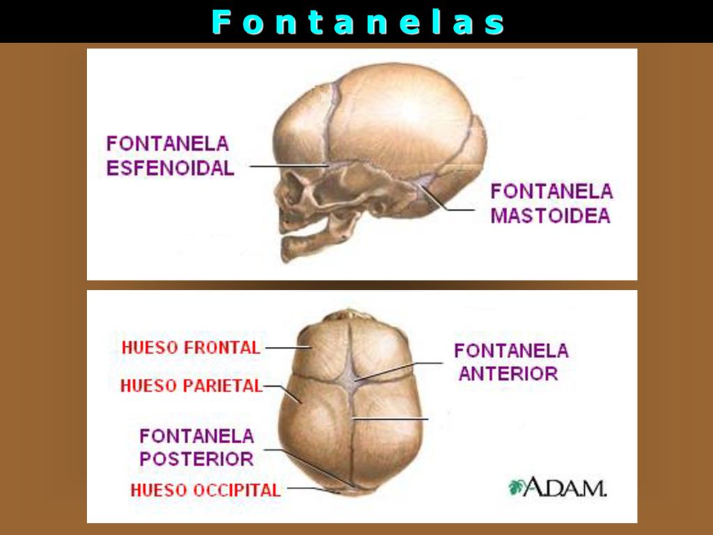 F o n t a n e l a s