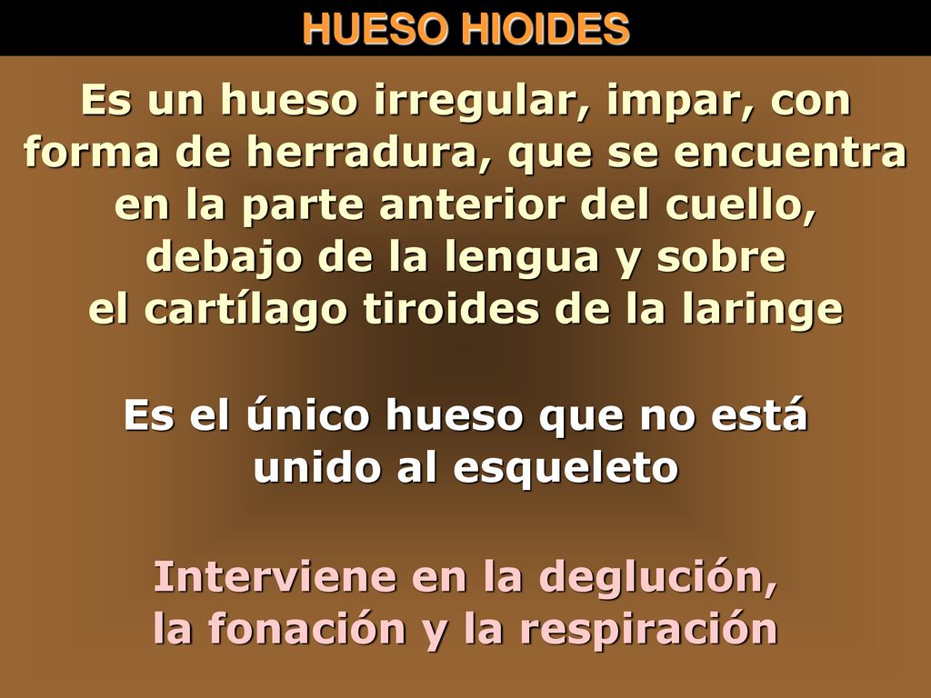 debajo de la lengua y sobre el cartílago tiroides de la laringe