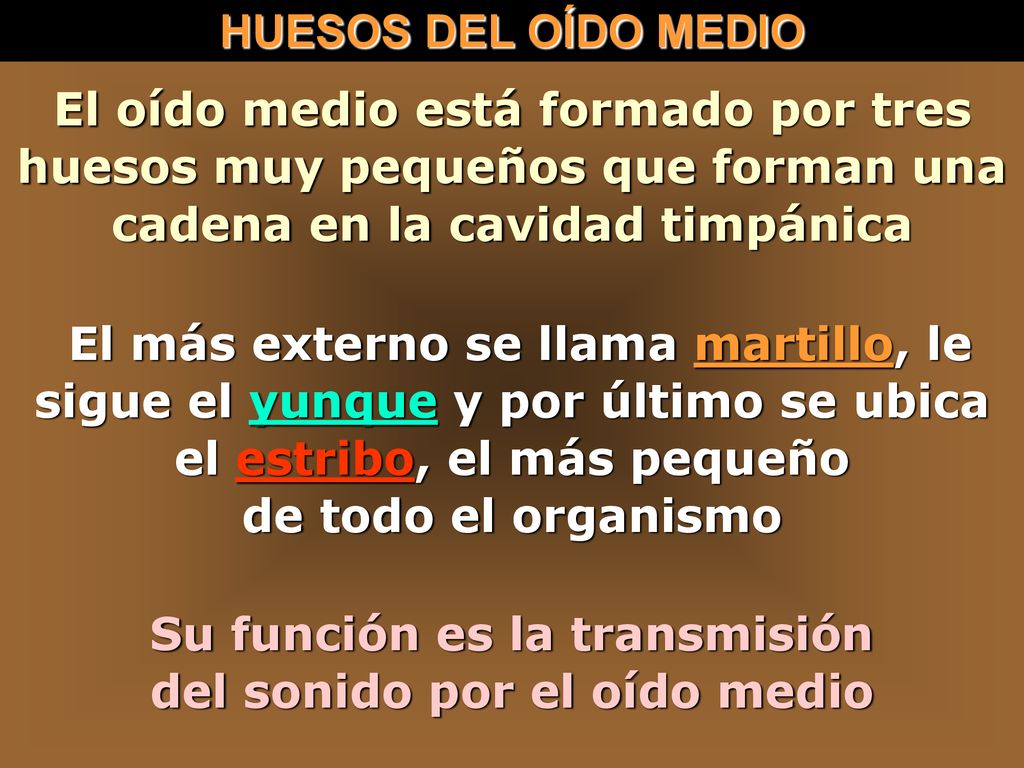 Su función es la transmisión del sonido por el oído medio