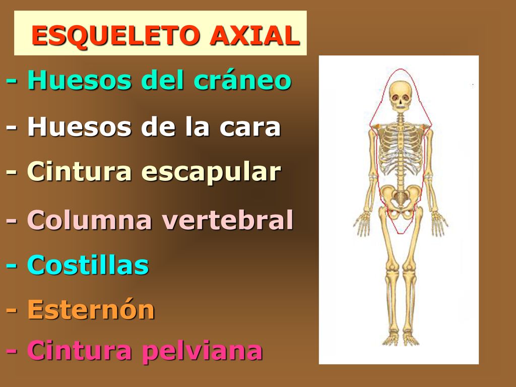 ESQUELETO AXIAL - Huesos del cráneo. - Huesos de la cara. - Cintura escapular. - Columna vertebral.