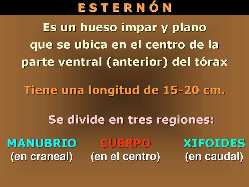 Es un hueso impar y plano que se ubica en el centro de la