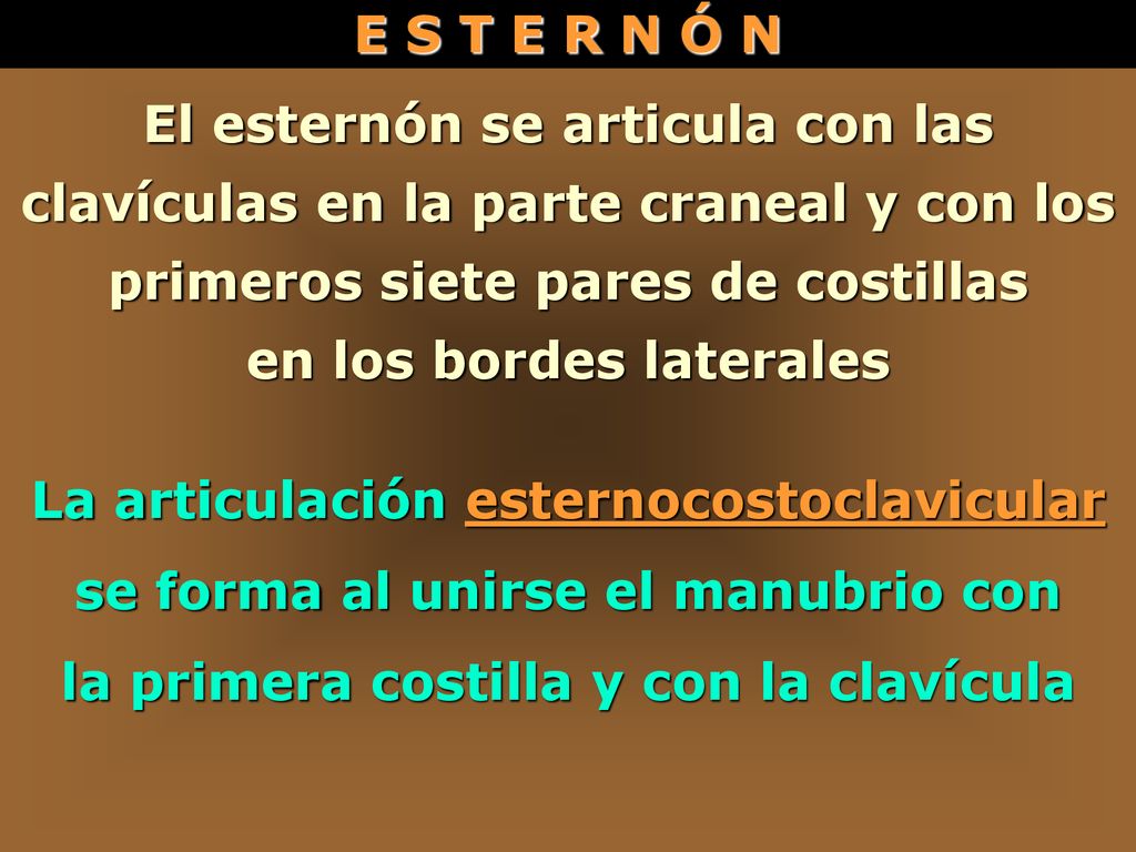 en los bordes laterales la primera costilla y con la clavícula