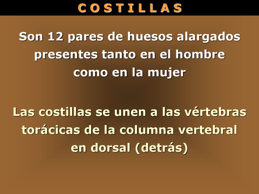 Son 12 pares de huesos alargados presentes tanto en el hombre
