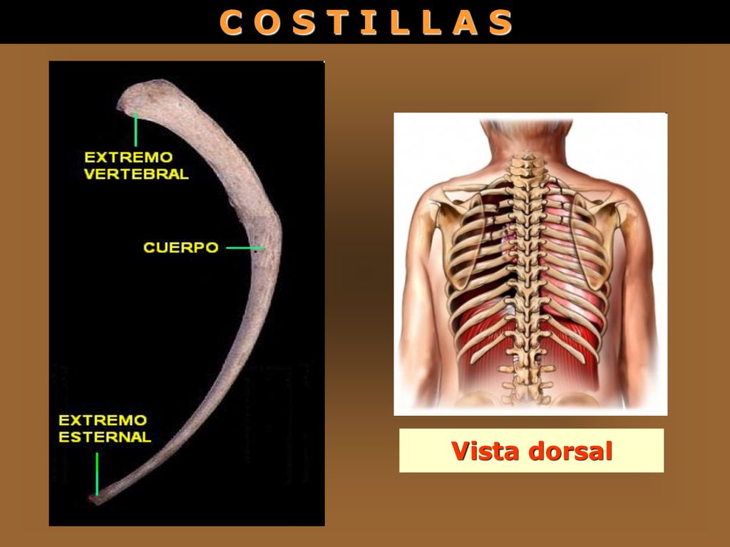 C O S T I L L A S Vista dorsal