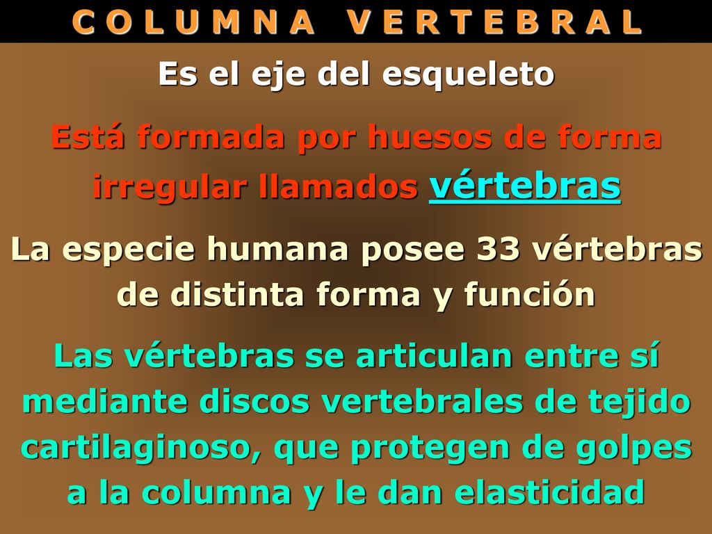 Está formada por huesos de forma irregular llamados vértebras