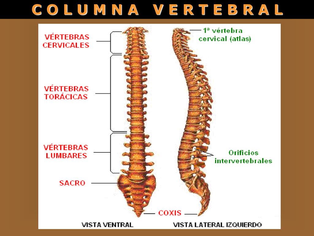 C O L U M N A V E R T E B R A L