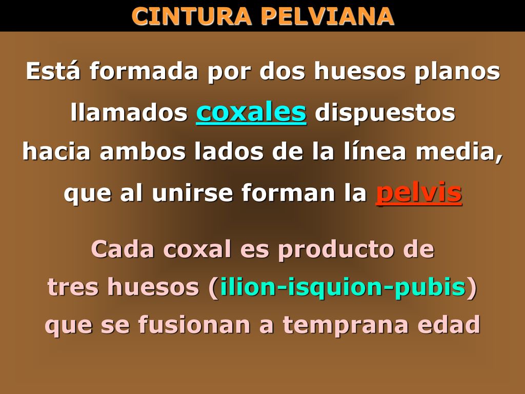 Está formada por dos huesos planos llamados coxales dispuestos