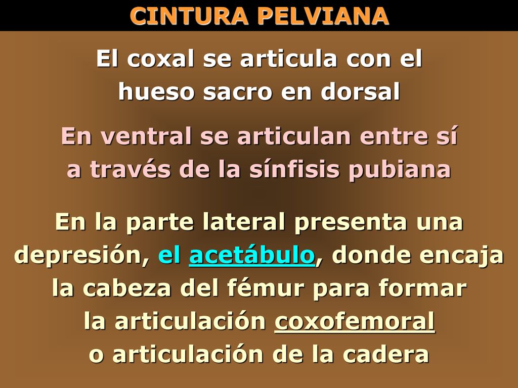El coxal se articula con el hueso sacro en dorsal